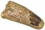 Fossil Spinosaurus Tooth - Feeding Worn Tip #294003-1